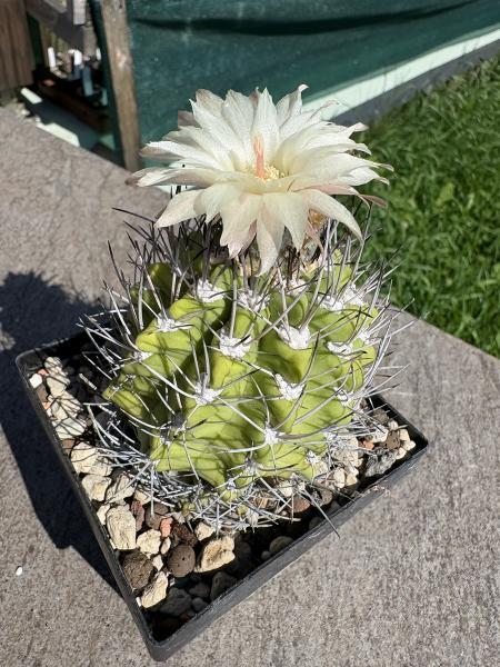 Neochilenia duripulpa